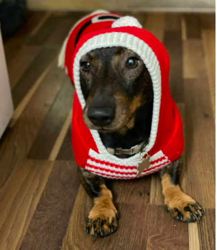 a black and tan dachsung wearing a rd christmas jumper that is decorated to look like santas outfit with a hood that has a white bobble on the end like santas hat