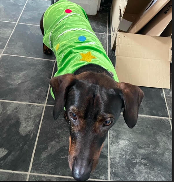 a black and tan dachshund wearing a green coat decorated to look like a christmas tree